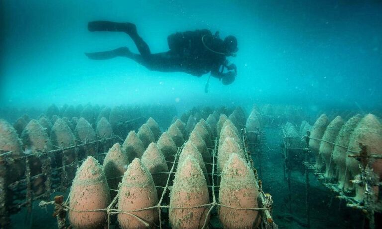 Read more about the article Wines Aged at the Bottom of the Sea